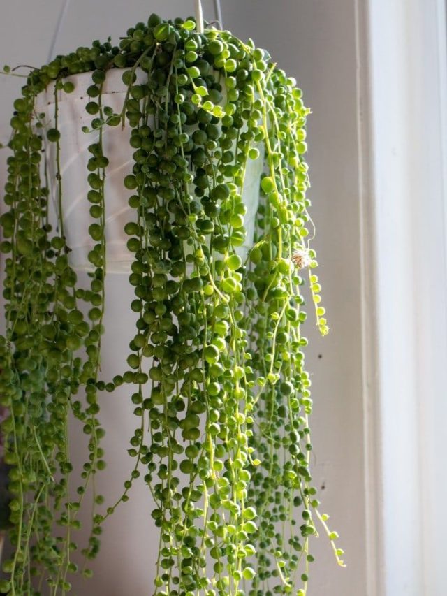 4 Great indoor  hanging plants | Hiranandani Parks