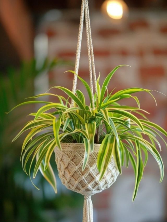 6 Hanging Plants To Decorate In Front Of Window | Hiranandani Parks