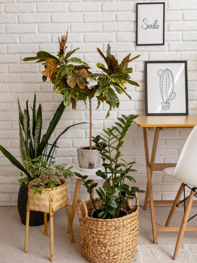 5 Indoor Plants That Instantly Refresh Your Home