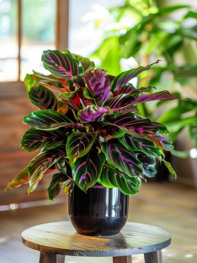 Stunning Colourful Leaves Plants To Enhance Your Home Decor | Hiranandani Parks